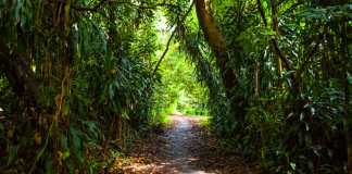 7 Trails to See the Adventurous Side of Singapore