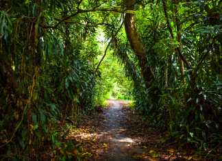 7 Trails to See the Adventurous Side of Singapore