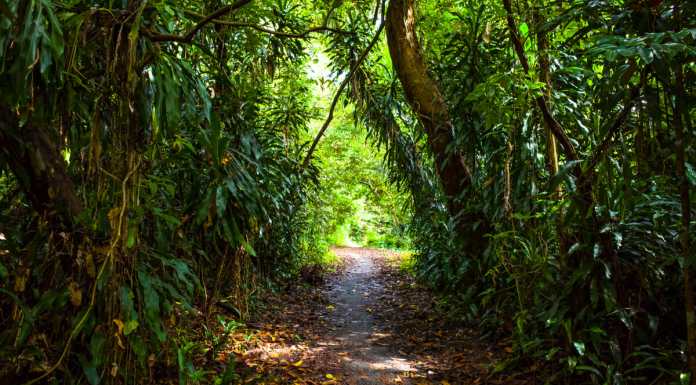 7 Trails to See the Adventurous Side of Singapore