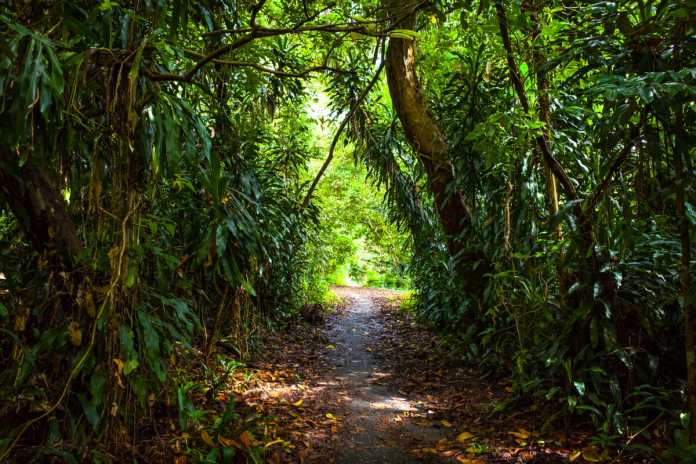 Shady,Natural,Archway,On,A,Lush,Jungle,Hiking,Trail,In