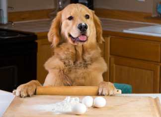 Dog Bakeries Your Dog will Fall in Love With