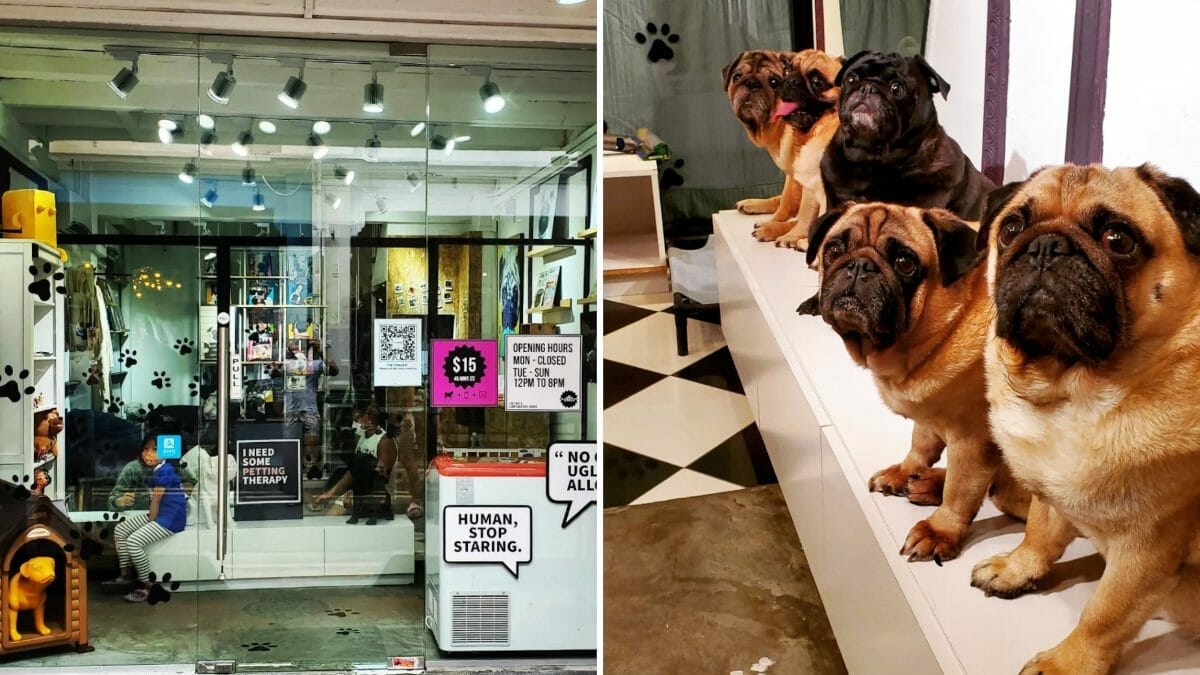 What The Pug: First Pug Cafe In Singapore! - Uncover65 - Explore Singapore